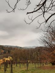 7. razgled na vinograd